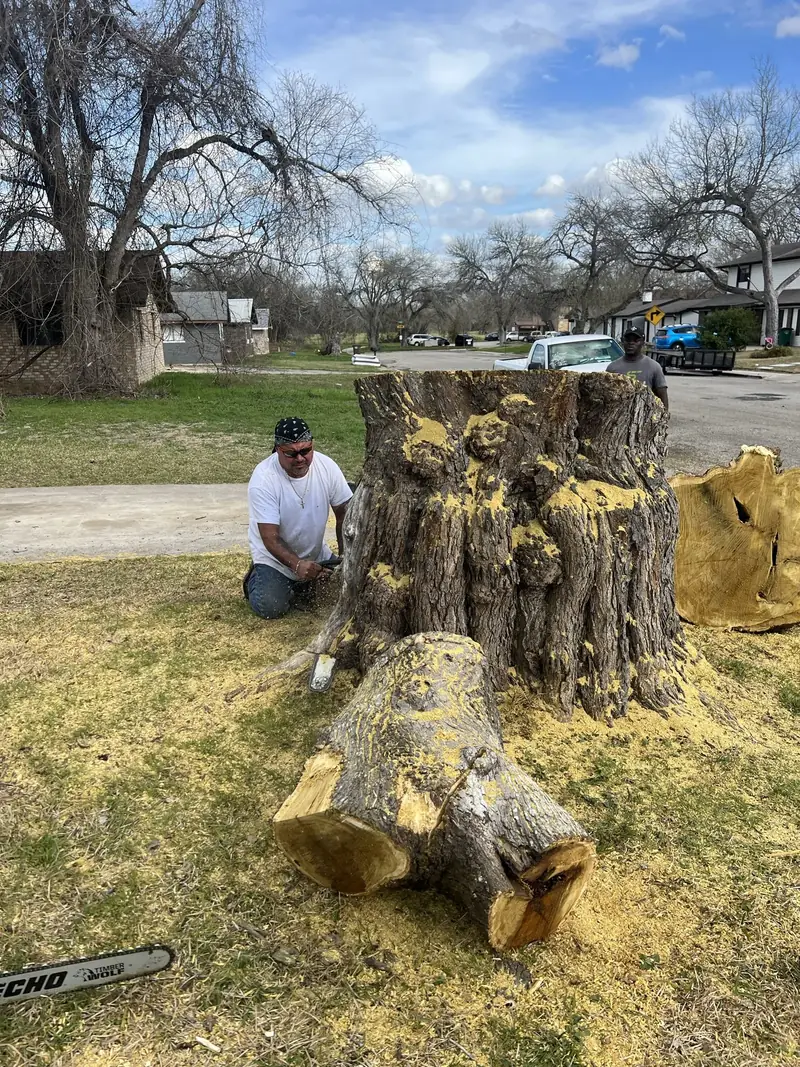 Large stump project completed by Deleon's Professional Tree Service